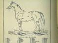 Horse-Diagram